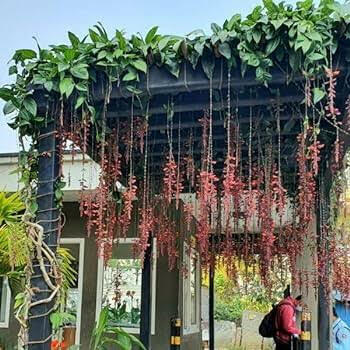Ashiyana Rang-E-Jalwaa Vine – cascading clusters of red-orange scarlet flowers with bold tropical appeal – a rare Thunbergia Coccinea flowering vine for pergolas and archways.