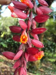 Thunbergia Coccinea Vine | Scarlet Clock Vine | Rare Red Creeper