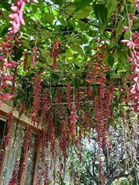 Ashiyana Rang-E-Jalwaa Vine – cascading clusters of red-orange scarlet flowers with bold tropical appeal – a rare Thunbergia Coccinea flowering vine for pergolas and archways.