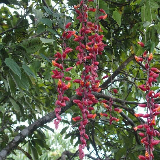 Thunbergia Coccinea Vine | Scarlet Clock Vine | Rare Red Creeper