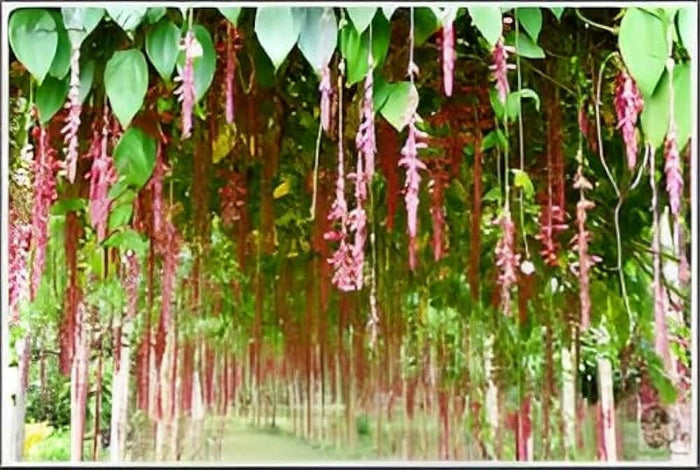 Thunbergia Coccinea Vine | Scarlet Clock Vine | Rare Red Creeper
