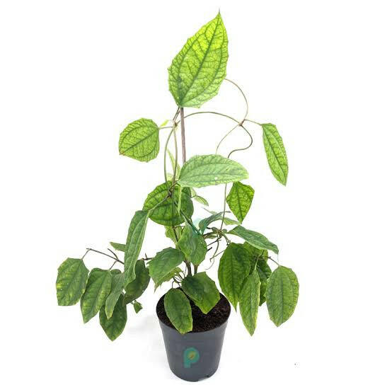 Thunbergia Coccinea Vine | Scarlet Clock Vine | Rare Red Creeper