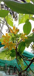 Tonkin Jasmine Plant Creeper | Fragrant White Flowering Climber