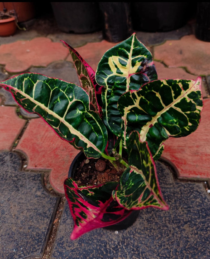 Tortoise Shell Corton (Outdoor Plant)