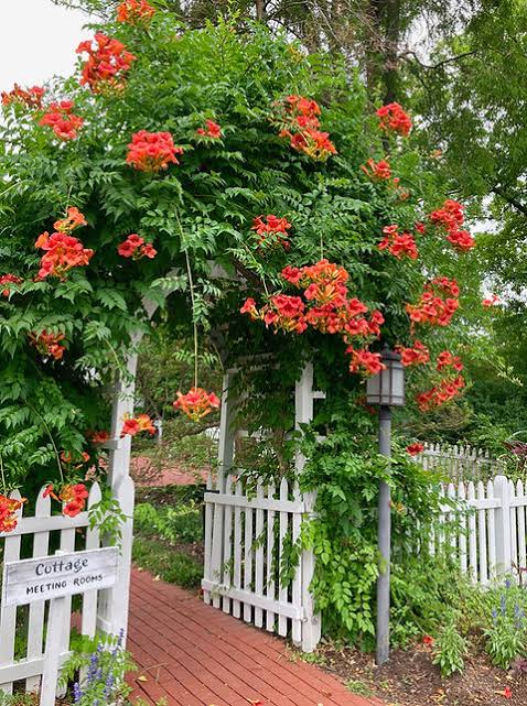Trumpet Vine (Climber, creeper and Bel)