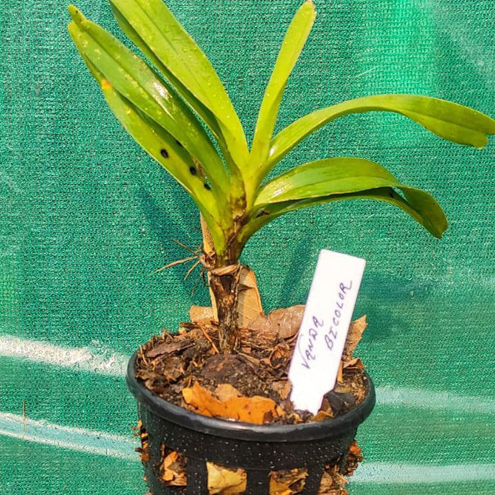 Vanda Bicolor