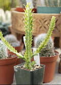 Variegated Dragon bone Cactus