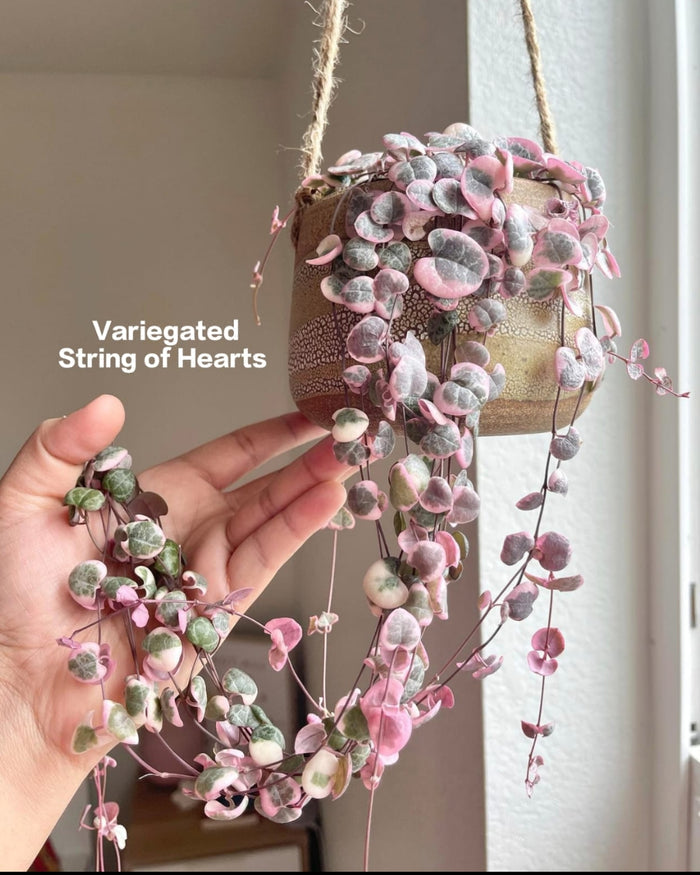Veriegated string of heart