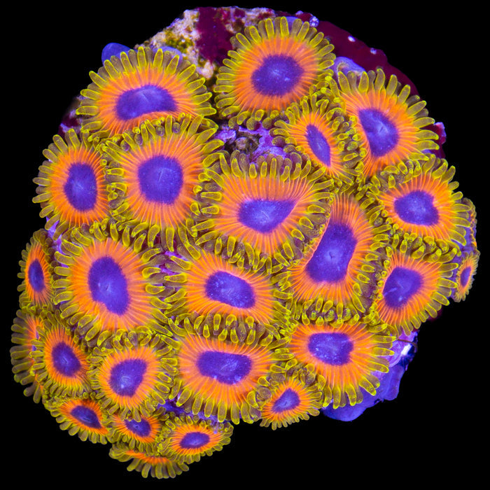 Vivid's Great Owl Zoanthids