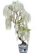 White wisteria plant