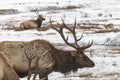 Wildlife Fabric, Elk Fabric, Custom Print Fabric, Deer in Snow 5414 - Beautiful Quilt