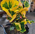 Yellow apple Corton (Outdoor Plant)