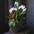 Yuletide Planter