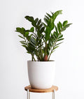 Zz Plant
